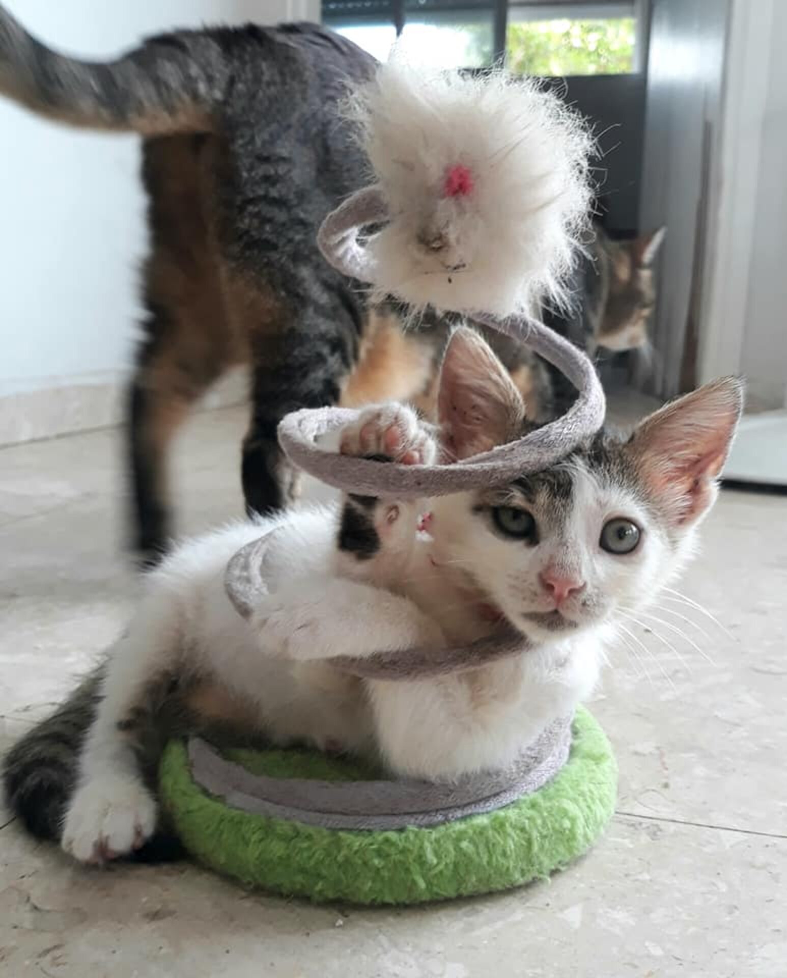 Kitten Gets Herself Stuck In Toy - The Dodo