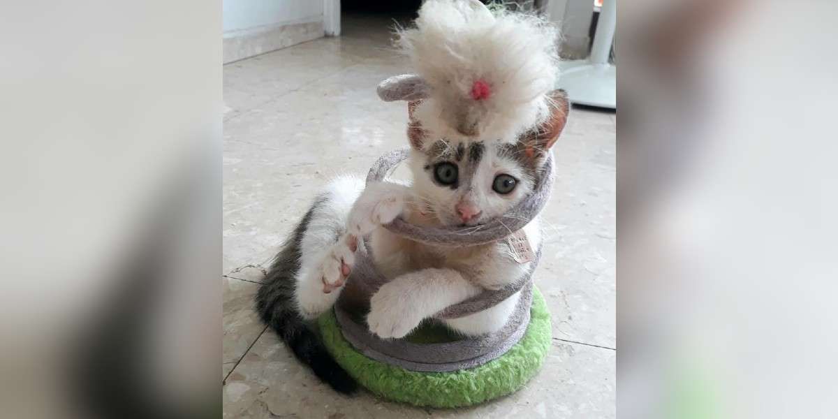 Kitten Gets Herself Stuck In Toy - The Dodo