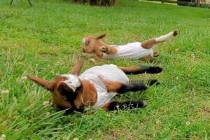 Wobbly Baby Goats Learn To Run And Can’t Stop Jumping Around