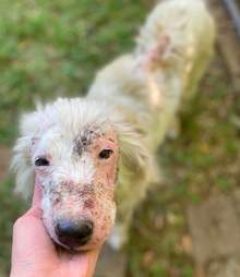 Dog with mange gets fluffy