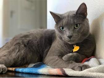shelter cat