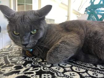 shelter cat