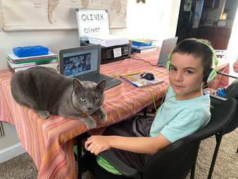 shelter cat