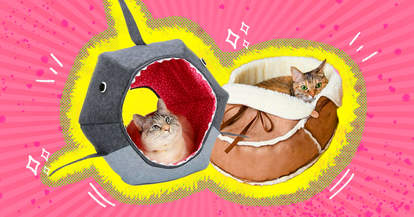 cats in unique cat beds