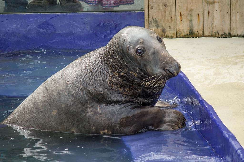 Yulelogs the rescue seal