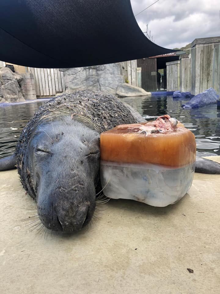 Seal Celebrates His 31st Birthday With A Giant Ice Cake - The Dodo