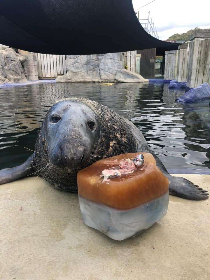 Grey seal gets special ice cake for birthday