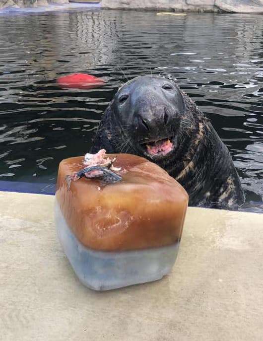 Seal smiles when he gets a cake