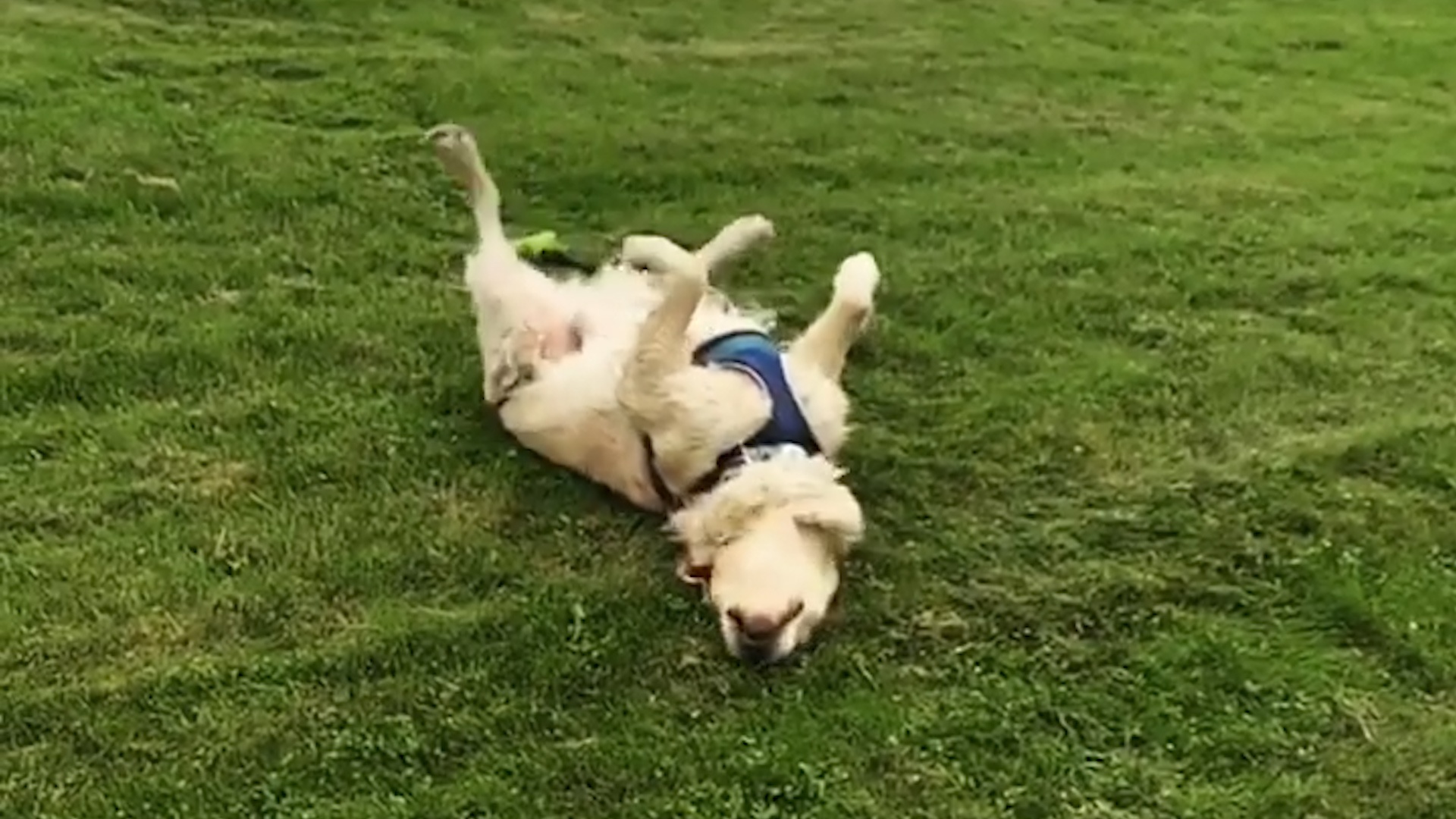 Video of Golden Retriever Puppy Going Down a Slide