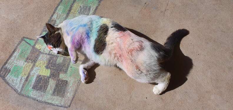 cats play in chalk