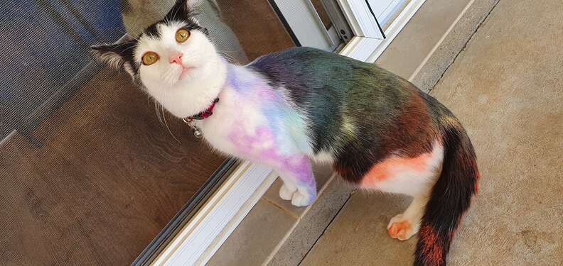 cats play in chalk