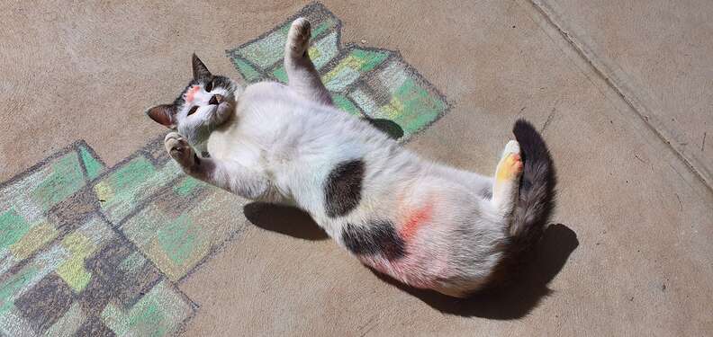 cats play in chalk