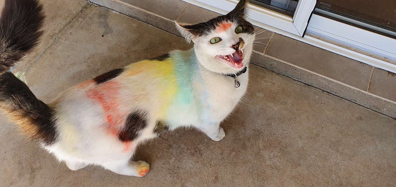 cats play in chalk