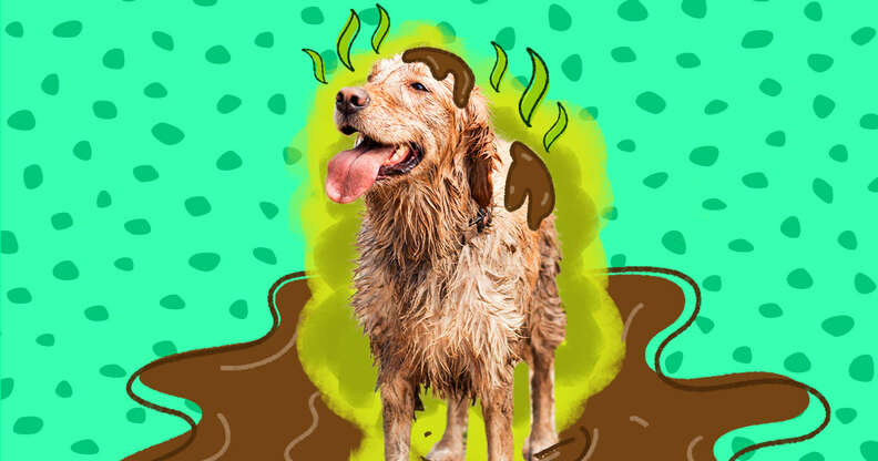 dog covered in mud