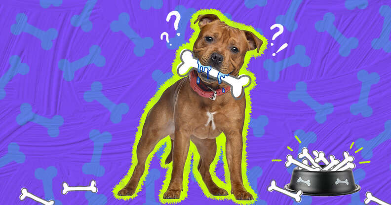Dog hot sale eating bone