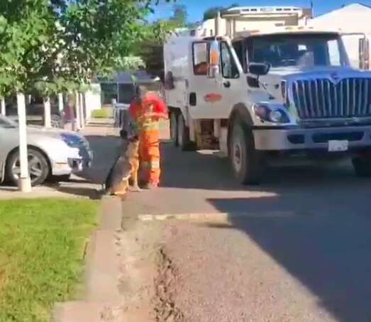 Dog greets garbage truck driver