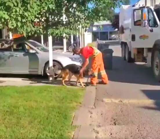 Dog and garbage truck driver are friends