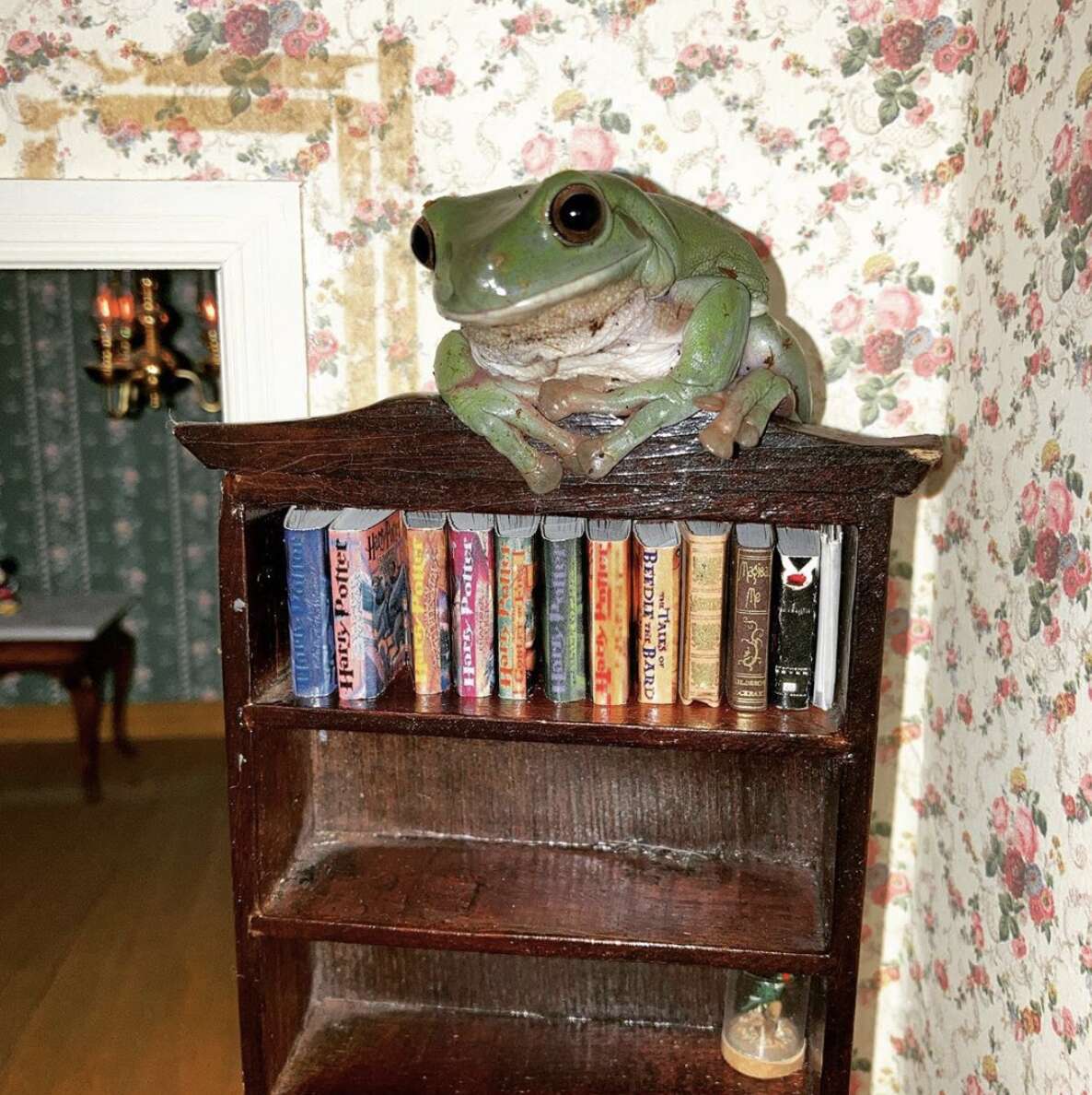 frog dollhouse