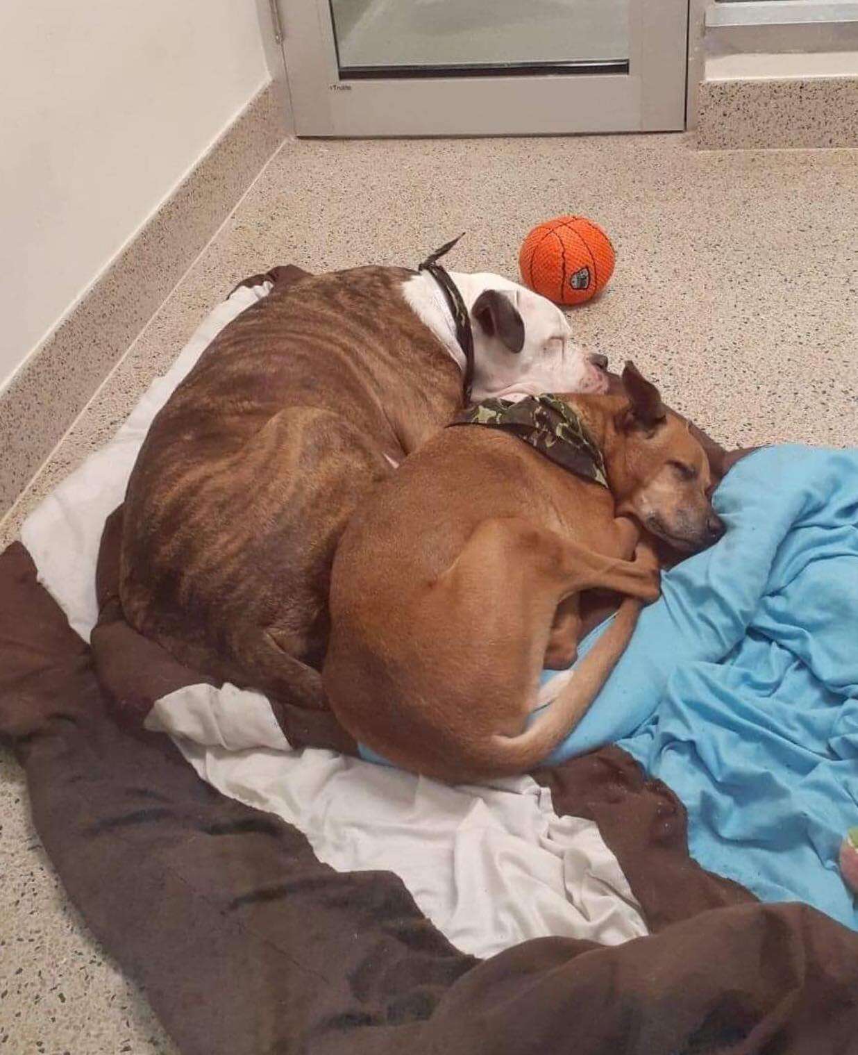 Bonded dogs sleep together at the shelter