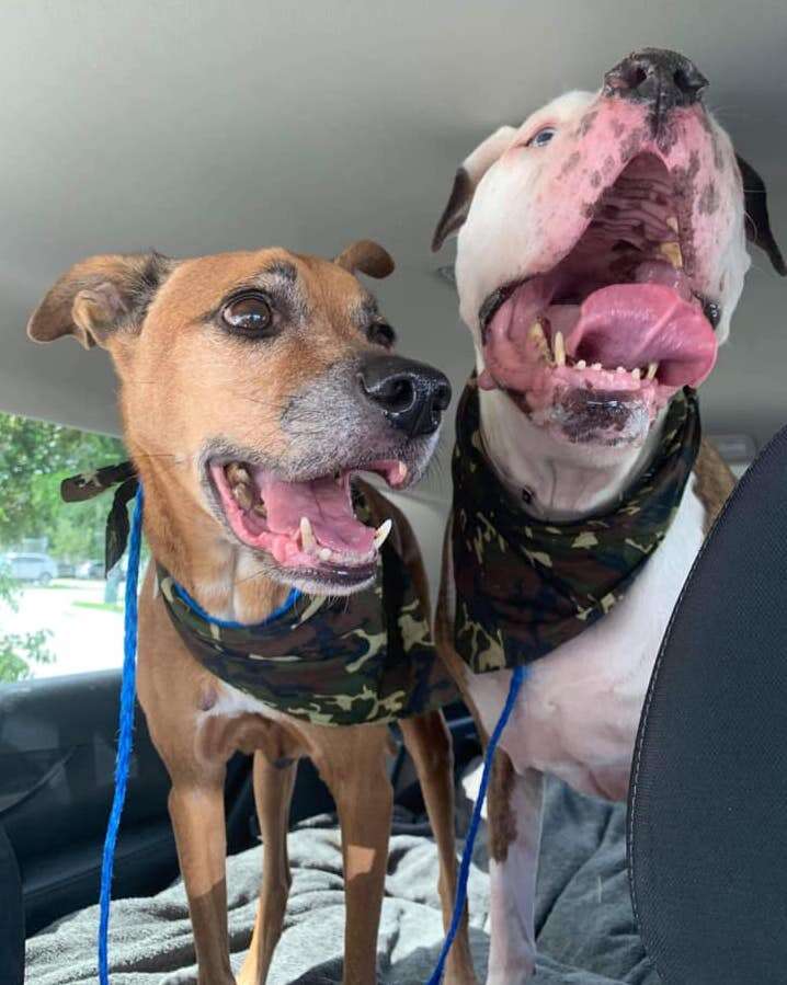 Shelter dogs on their freedom ride