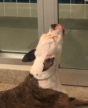 Dog cries for his friend at the shelter