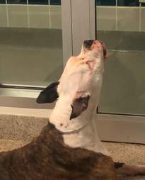 Dog cries for his friend at the shelter