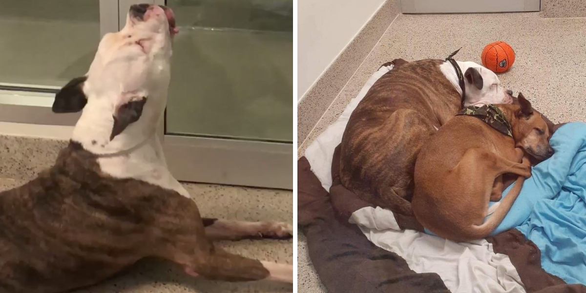 Dog Cries For His Best Friend After Being Separated At The Shelter