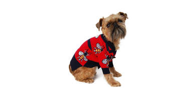 Luxury Bee Dog Sweater