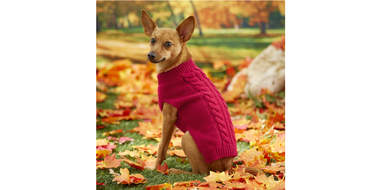 Red cable knit dog sweater