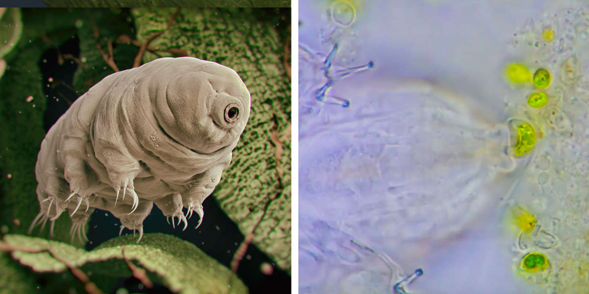 Camera Captures Adorable Little 'Water Bear' Enjoying A Tiny Snack