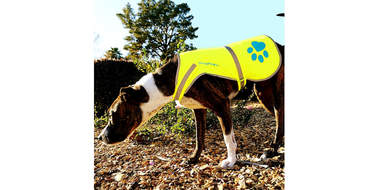 amazon dog reflective vest