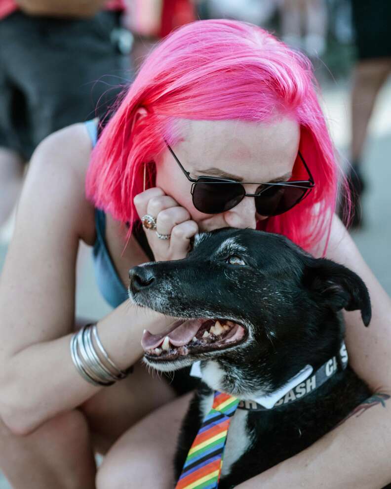 cat and dog
