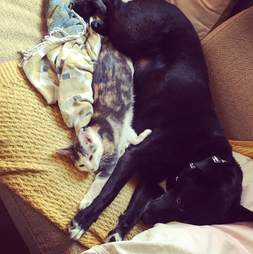 cat and dog