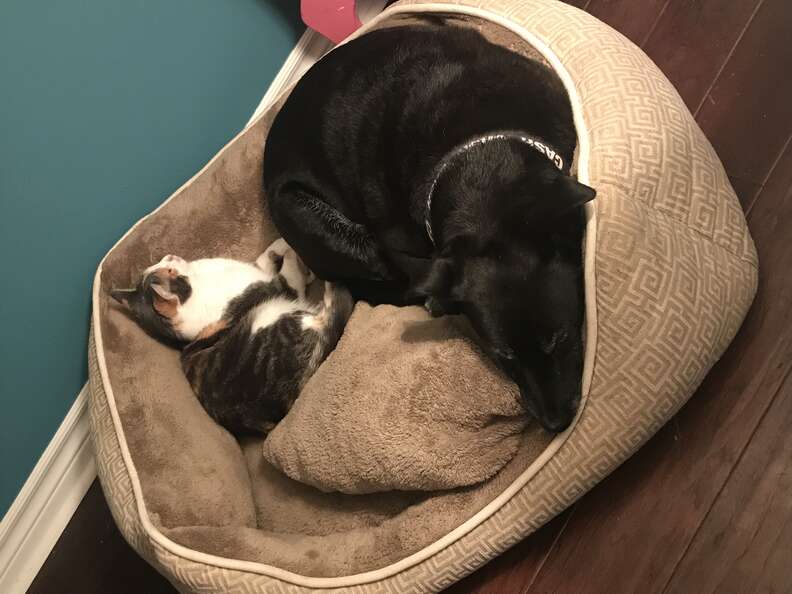 cat and dog