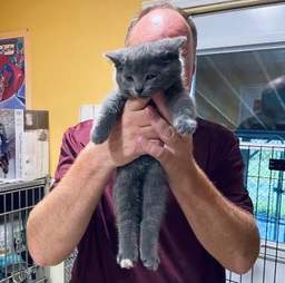volunteer adopts kitten