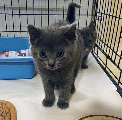 volunteer adopts kitten