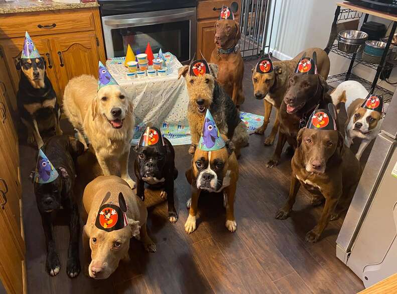 A best sale dog party