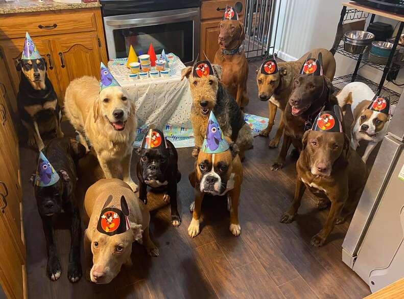 Dogs wear party hats at birthday celebration