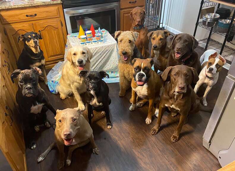 Dogs attend a birthday party