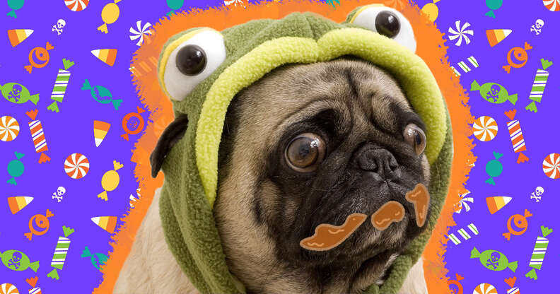 Dog Ate Your Halloween Candy Here s What To Do DodoWell The Dodo