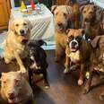 Dogs Have The Most Well-Behaved Birthday Party Ever