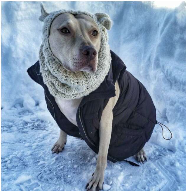 Polar Bear Snood