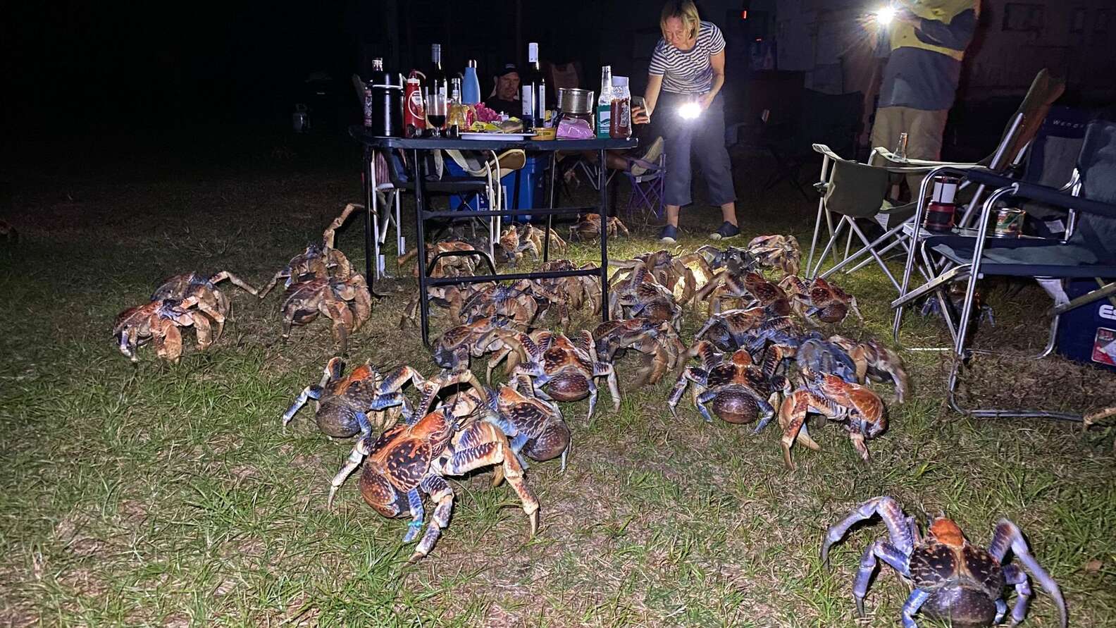 Crowd Of Giant Crabs Decides To Crash Family's Picnic - The Dodo