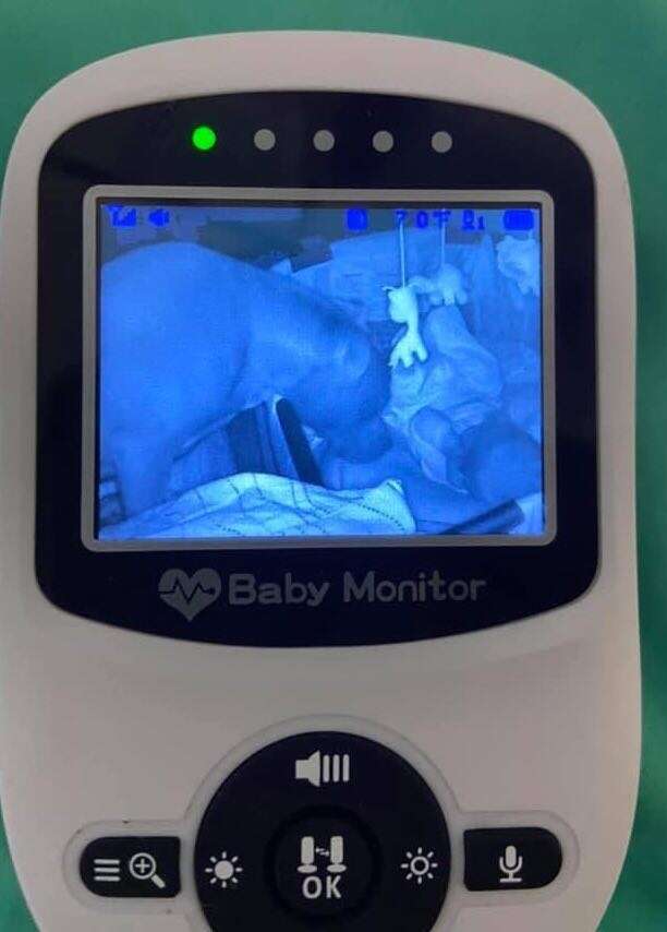 Baby monitor catches dog checking on baby