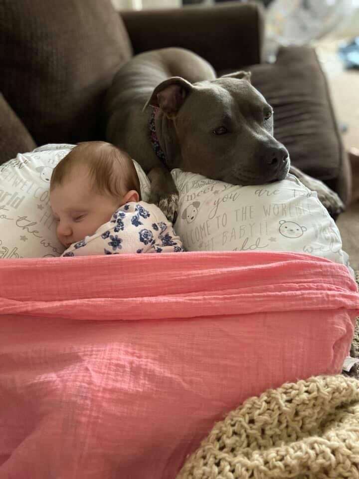 Ellie the pittie watches over her baby