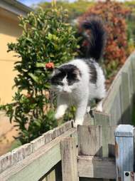 cat and bird