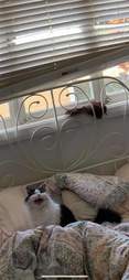cat and bird