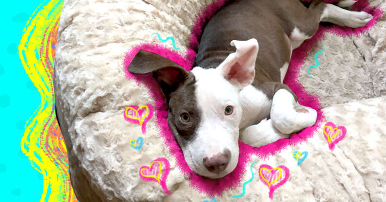 Dodo Pick Animals Matter Katie Puff Dog Bed DodoWell The Dodo