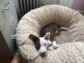 animals matter katie puff dog bed