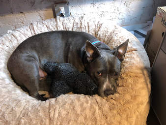 animals matter katie puff bed